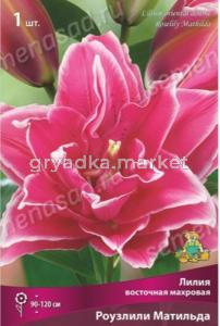 Лилия восточная Роузлили Матильда 1шт (цветки малинново-розовые с тонкой белой каймой)