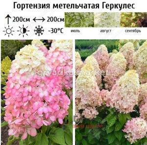 Гортензия метельчатая Геркулес С45 ГлХ