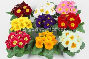 Примула в ассорт D-7