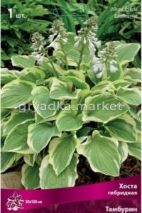Хоста гибридная Тамбурин 1шт