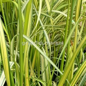 Вейник остроцветковый Ингланд (Лавандовая ферма) 1