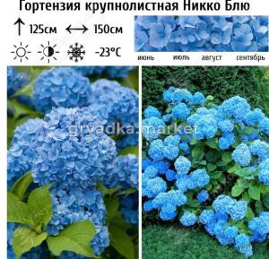 Гортензия крупнолистовая Никко Блю С3 ГлХ 