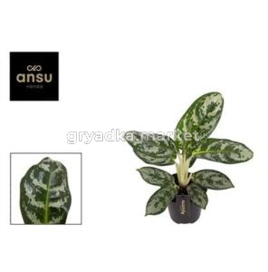 Аглаонема Амазон Сильвер С12 H30