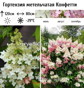 Гортензия метельчатая Конфетти С35 ГлХ