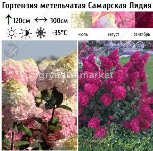 Гортензия метельчатая Самарская Лидия С15 ГлХ