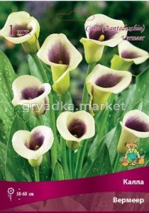 Калла Вермеер 1шт