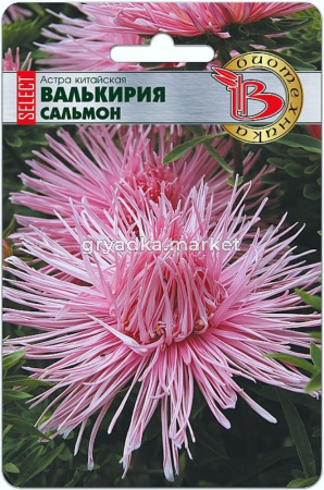Астра Валькирия селект Сальмон китайская 40шт Одн 70см (Биотехника)