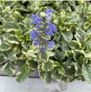 Скриншот 24-11-2023 112138