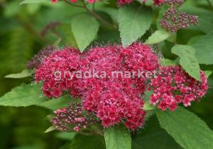 Спирея японская Дартс Ред С3