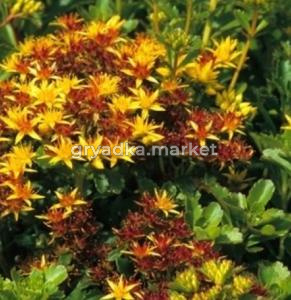 Седум (очиток) камчатский, С2-С3 (Питомник Малахит)