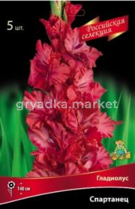 Гладиолус крупноцветковый Строберри Свирл 5шт (ярко-красные с игривыми белыми полосками, 110см)