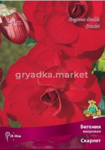 Бегония махровая Скарлет 2шт.4-5