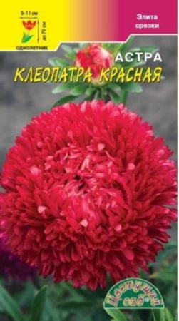 Астра Клеопатра Красная Цвет.сад.