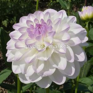 Георгина декоративная Эвелин