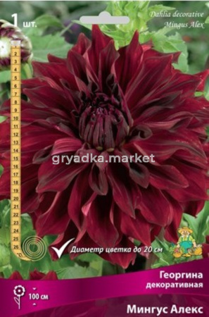 Георгина Мингус Алекс 1шт.