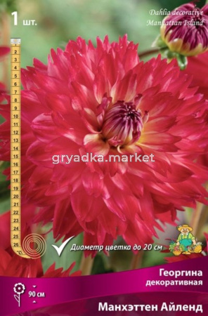 Георгина Манхеттен Айленд 1шт.