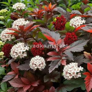 Пузыреплодник калинолистный Ред Барон (Т)