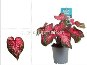 Каладиум Скарлет Флейм С12 Н25