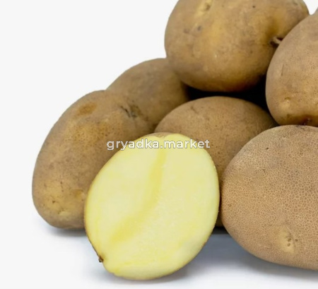 Картофель Сьерра Ср Элита ~20кг