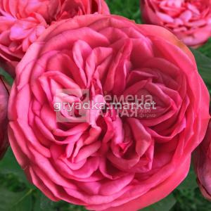 Роза Анданте 1шт центифольная (столепестковая) (Сем Алт) Премиум