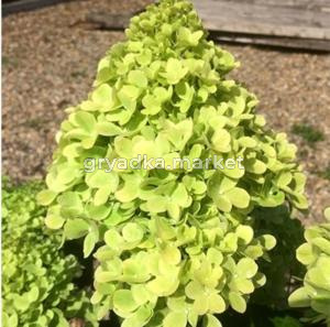 Гортензия метельчатая  Мохито С5 СП-22