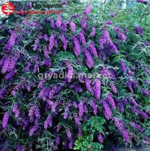 Буддлея Давида Блек Найт 45-60 С7,5 БАл (цветки фиолетовые)