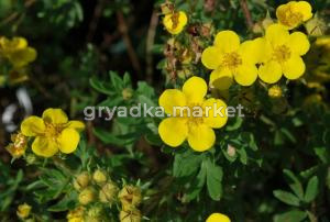 Лапчатка кустарниковая Джакманс Вариети (Jackman's Variety) с3