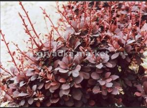 Барбарис Тунберга Кармен, P9, в туб.