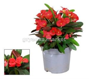 Молочай Милии Олимпия С13 Н25