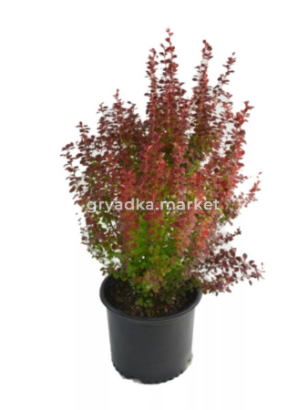 Барбарис Тунберга Orange Rocket с3