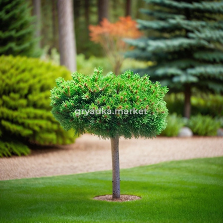 Сосна горная Грюн Вилле 1