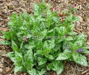 Медуница Маргери Фиш (Лавандовая ферма)