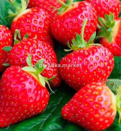 Земляника крупноплодная Хоней р9 Lav (ГРС)