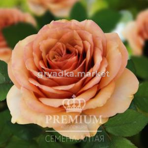 Роза Камея 1шт (Сем Алт) Премиум