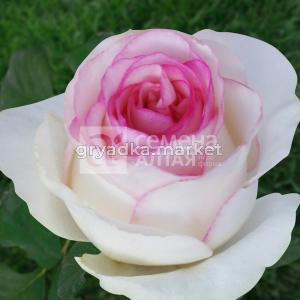 Роза Дольче Вита 1шт