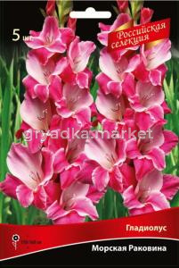 Гладиолус Морская Ракови (гофрированный, кремово-желтый с лососевой каймой, 5шт, 10-12)