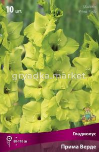 Гладиолус крупноцветковый Прима Верде (ветло-салатовый с красным пятном в горле цветка, 10шт, 10-12)