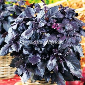 Базилик Черно-махровый 0,5г (Сиб сад)