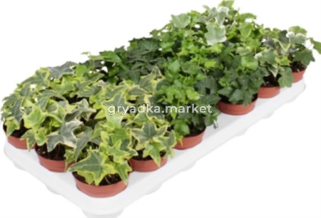 Хедера Плющ Микс С13 Н30