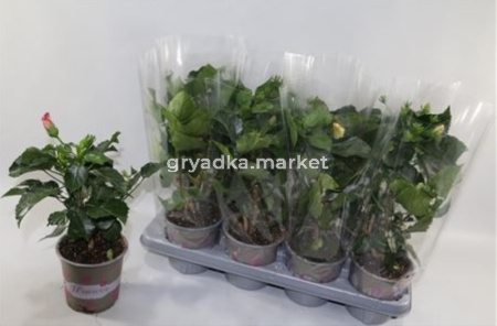 Гибискус Смесь С13 Н35