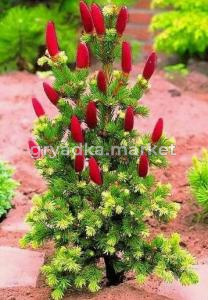 Скриншот 21-04-2026 104518