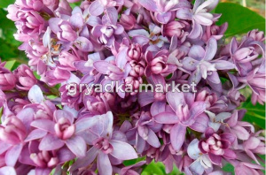 Сирень обыкновенная Надежда с3