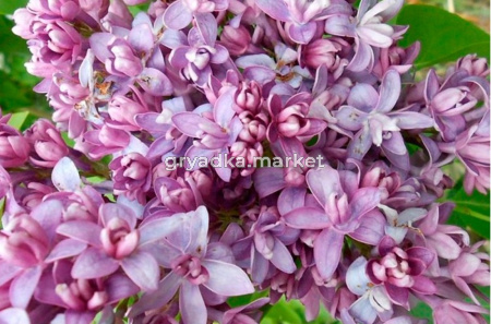 Сирень обыкновенная Надежда с3