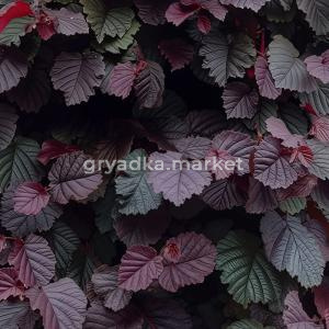 Лещина крупная Пурпуреа C5 60-80 1