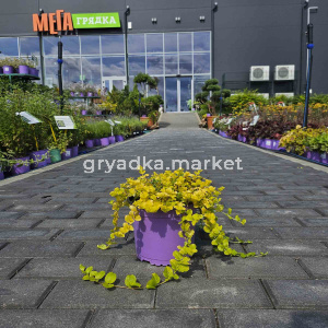 Вербейник монетчатый Ауреа (ЛФ)