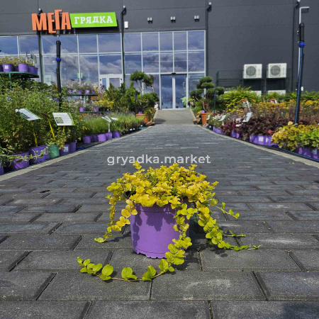 Вербейник монетчатый Ауреа (ЛФ)