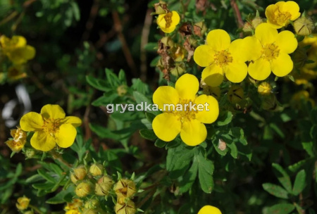 Лапчатка кустарниковая Джакманс Вариети (Jackman's Variety) с3