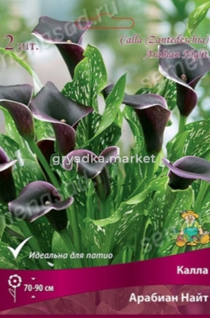 Калла Арабиан Найт 2шт (бордово-черный, 12/14) 