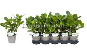 Клузия Розовая D11 H20