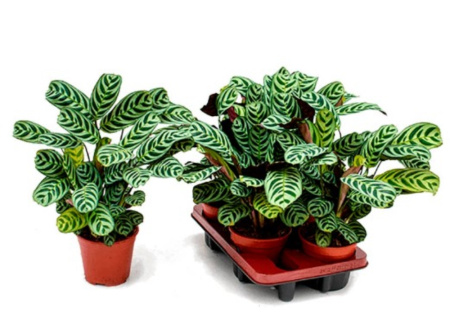 Ктенанта Бурле-Марксии, (D-12) Ктенанта Бурле-Марксии, (D-12)